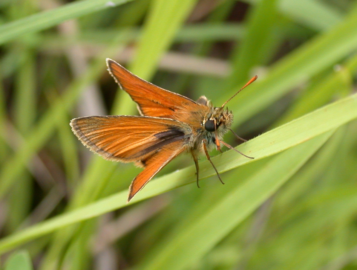 Thymelicus sylvestris